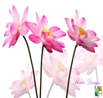 Tranh dán tường Hàn Quốc hoa sen FW - 341